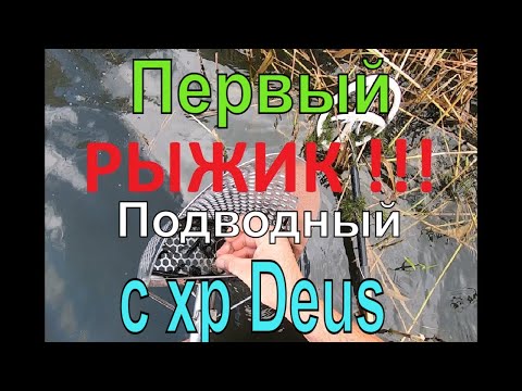 Видео: Первое подводное золото - XP DEUS РУЛИТ