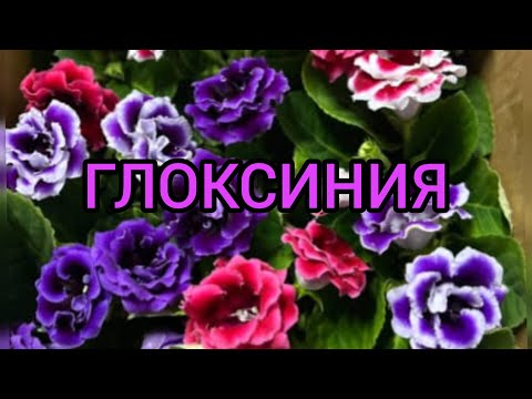 Видео: #глоксиния өстүрүү, гүлдөтүү. #выращиваниеглоксинии #уходзацветами