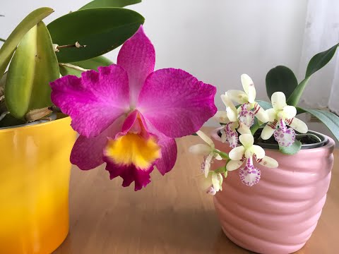 Видео: Цветущие ОРХИДЕИ Март 2019 каттлея и седирея японика Orchidee Kattleya Sederia japonica и про УХОД