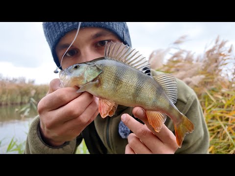 Видео: Попав на жор хижака. Велетенські кабани гнуть спінінг. Я такого не очікував. Дністер Маяки 2025