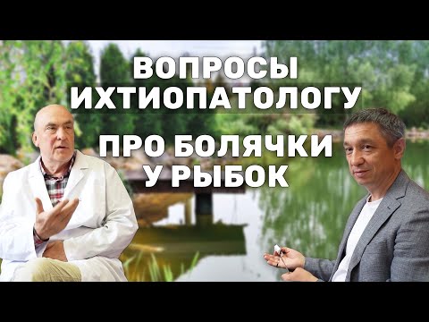 Видео: Ихтиопатолог про болезни и лечение рыб в пруду, вопросы по разведению рыб и рыбоводству