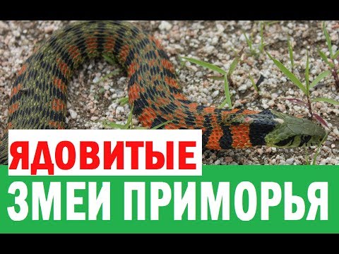 Видео: Ядовитые змеи Приморского края / Venomous snakes of Primorye