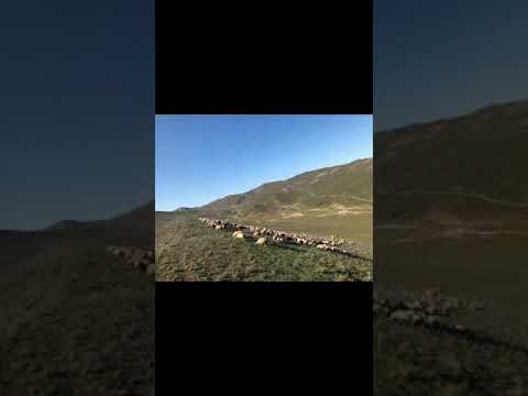 Видео: Красивая песня Мурад Сергокала.