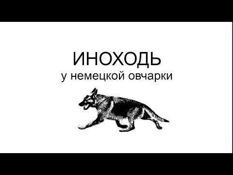 Видео: Иноходь у немецкой овчарки