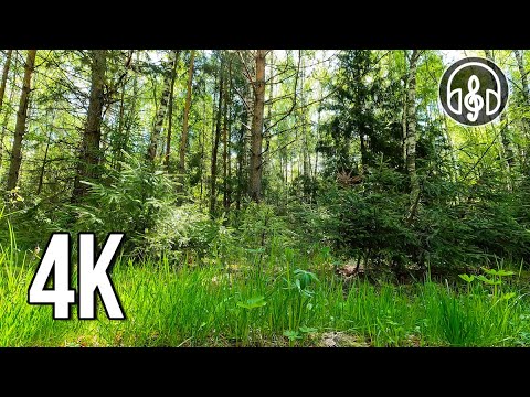 Видео: Расслабляющие звуки летнего леса. Пение птиц 12 часов в 4K.