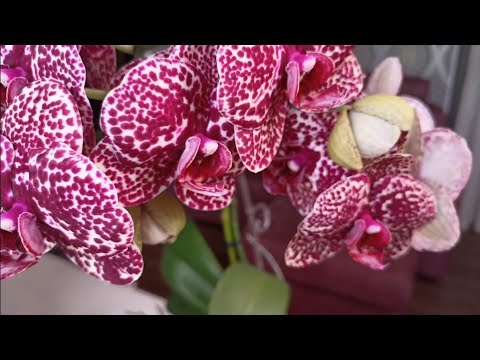 Видео: Всё о моей орхидее ДИКИЙ КОТ. Цветение