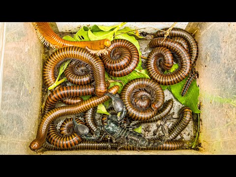 Видео: Ежедневная ловля насекомых | Многоножки, улитки, охота на жуков 😳