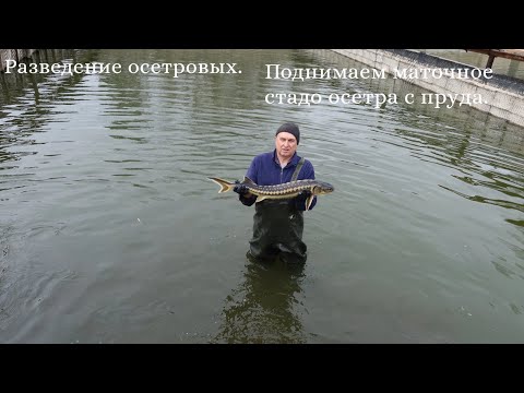 Видео: Разведение осетровых. Поднимаем маточное стадо осетра с пруда.