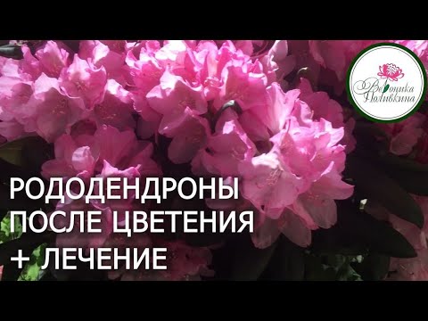 Видео: РОДОДЕНДРОНЫ ПОСЛЕ ЦВЕТЕНИЯ