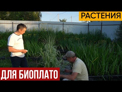 Видео: Биоплато. Рассказываем о лучших вариантах растений. Как выбрать растительность для Биоплато.