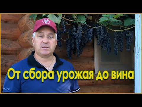 Видео: ДОМАШНЕЕ вино из винограда. От сбора до ВИНА!