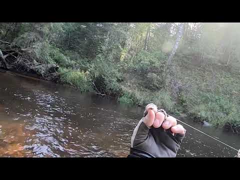 Видео: Part 2. Flyfishing . Grayling & trout. Нахлыст . Ловля Хариуса и Форели.Ночёвка. Тест Scagit .