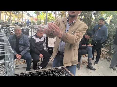 Видео: 19 октября 2025 г.