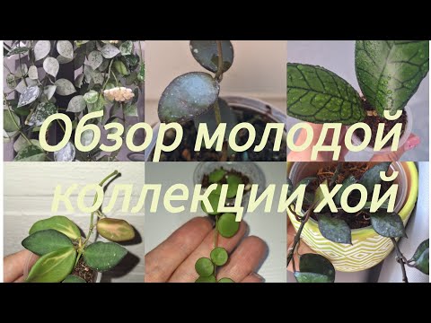 Видео: Обзор молодой коллекции хой