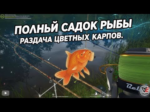 Видео: Русская Рыбалка 4. Полный Садок Карпов. 2000 СЕРЕБРА на одной точке. Озеро Медное.