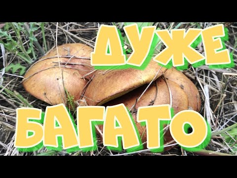 Видео: Дуже багато Грибів наросло.