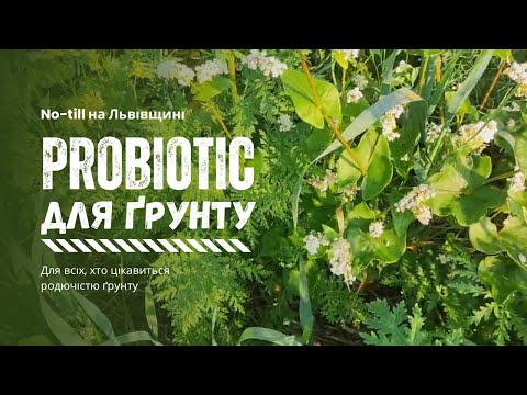 Видео: Покривні культури - це пробіотик для ґрунту