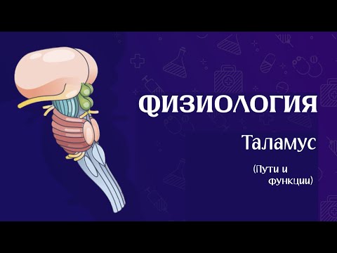 Видео: КПП нервной системы | Физиология таламуса