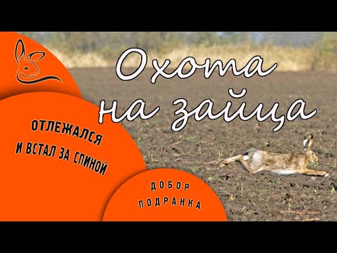 Видео: ОХОТА НА ЗАЙЦА-РУСАКА. Встают за спиной