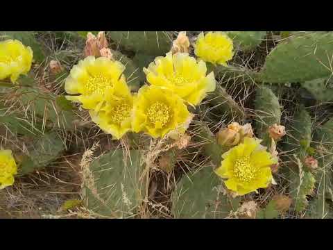 Видео: Опунция цветет  урочище Кордон