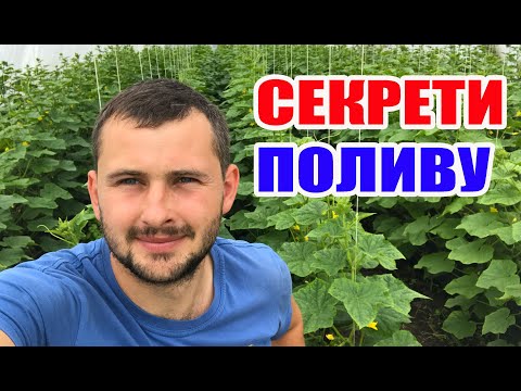 Видео: Як поливати огірок ? 100 % ПРАЦЮЄ