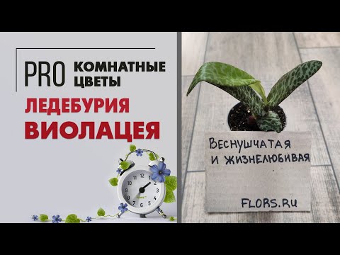 Видео: Ледебурия Виолацея - луковичное комнатное растения | Пятнистая красавица