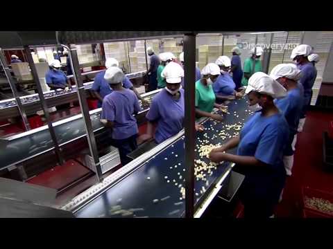 Видео: Макадамский орех, орехи макадамия - как растут