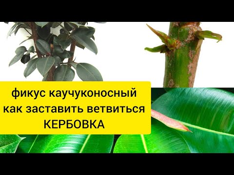 Видео: Фикус каучуконосный. Как заставить кустится? Кербовка в помощь!!!😉