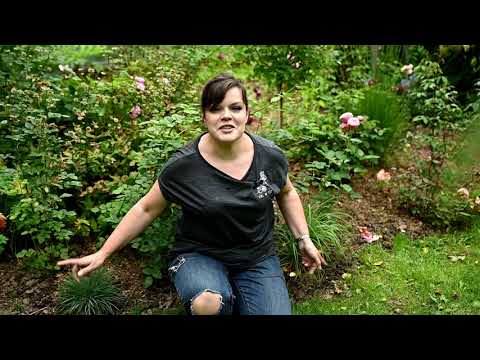 Видео: Лучшие травы для вашего сада / Сравниваю пурпурные розы