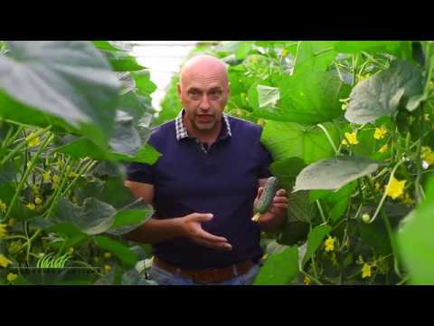 Видео: Огурец Абсолют F1. Второй оборот