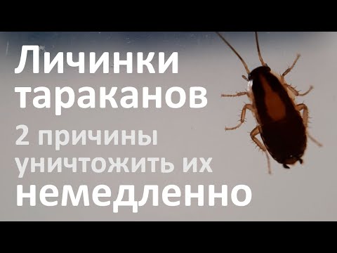 Видео: Личинки тараканов: как они выглядят и чем они опасны в квартире?