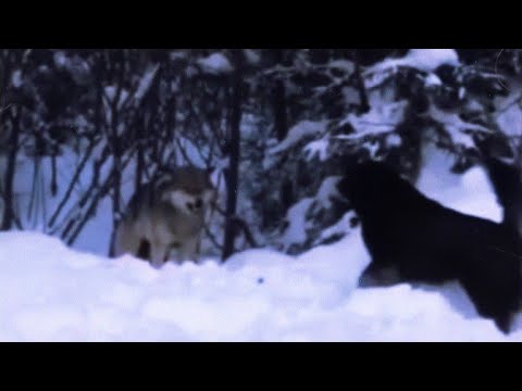 Видео: 30 реальных видео ВОЛК VS СОБАКА, Кто победит? (2021)