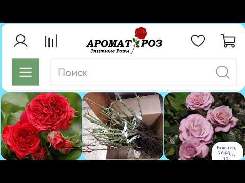 Видео: 👀ГЛАЗ НЕ ОТВЕСТИ🤩Обзор посылки  с розами из питомника "Аромат роз ". #розы #уральскиерозы