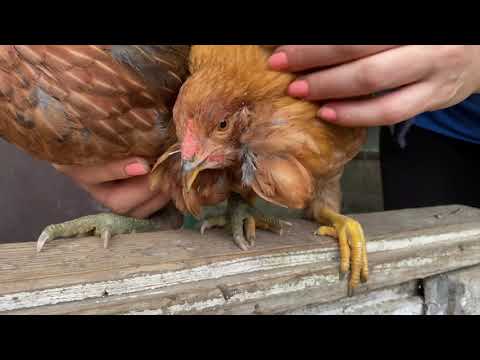 Видео: Убираем петушков  и Убираем стресс в курятнике