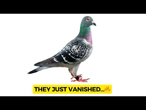 Видео: 👉 Racing Pigeon UK: Квантовый компас, который теряет природа