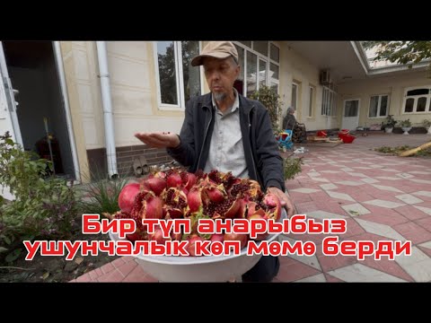 Видео: Бир түп анарыбыз ушунчалык көп мөмө берди