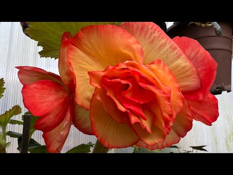 Видео: Бөлмө гулү.Гулдорду чандаштыруу 🌹Ноорузга карата майрамдык болсун!