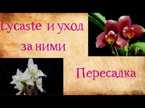 Видео: Lycaste  уход