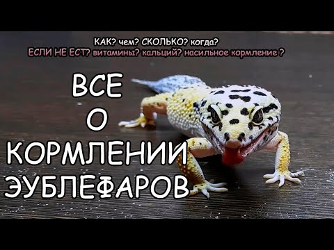 Видео: КАК ПРАВИЛЬНО КОРМИТЬ ЭУБЛЕФАРОВ. ВСЕ О КОРМЛЕНИИ