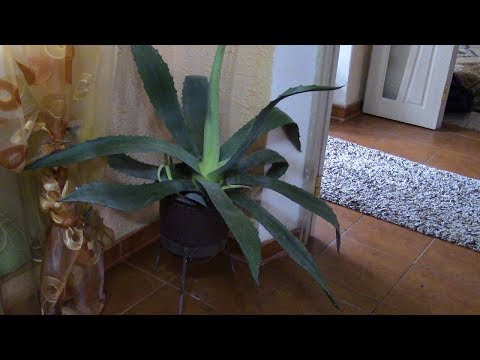 Видео: Агава.  Что лучше перелив или недолив?!