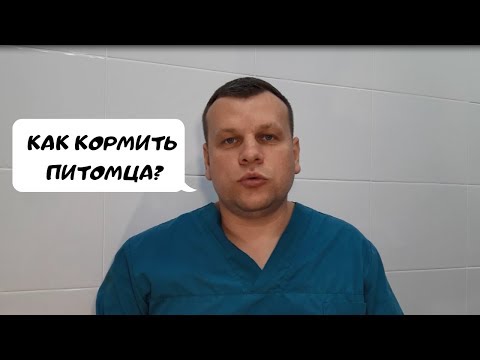 Видео: КАК КОРМИТЬ ПИТОМЦА?