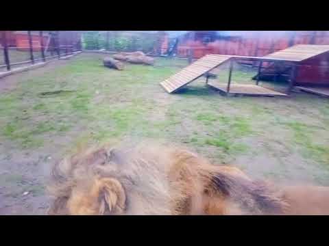 Видео: ❤️Лев Шер-Хан раминает лапки и кушает. #animals #lions #лев_Шер_Хан 