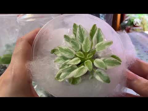 Видео: Большая распаковка ФИАЛОК. Покупка химер. Новинки и старинки