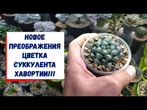 Видео: Новое преображения  цветка суккулента хавортия, супер!!!