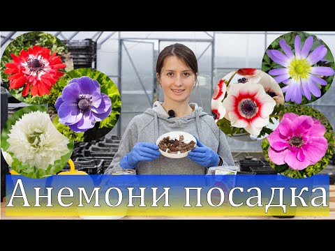 Видео: Анемони посадка клубнів