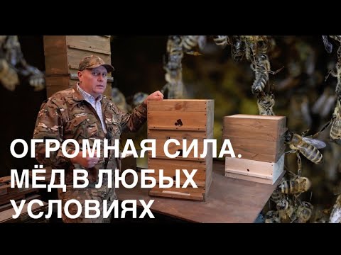 Видео: УНИКАЛЬНАЯ СИСТЕМА НАРАЩИВАНИЯ ОГРОМНОЙ МАССЫ ПЧЕЛЫ, ПОЛУЧЕНИЕ БОЛЬШОГО МЁДА В ЛЮБЫХ УСЛОВИЯХ