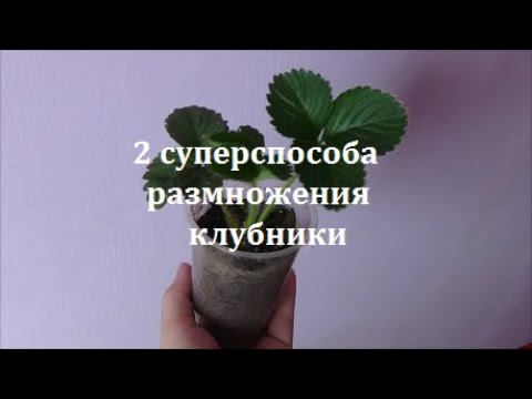 Видео: 2 Суперспособа размножения клубники.