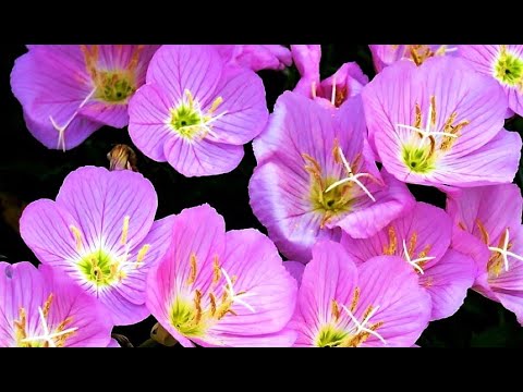 Видео: 40 САМЫХ НЕПРИХОТЛИВЫХ Красивых Цветов для вашего сада. С НИМИ СПРАВИТСЯ КАЖДЫЙ