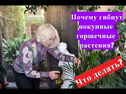 Видео: 🌺Почему гибнут Голландские комнатные цветы.Что делать?🌺
