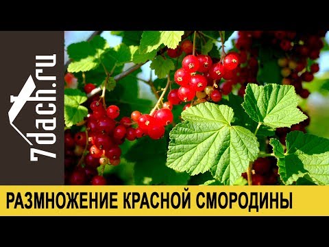 Видео: Размножение красной смородины черенками - 7 дач